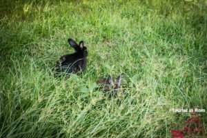 Kaninchen auf dem Palatin