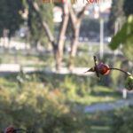 Oktober in Rom Rosengarten giardino delle rose