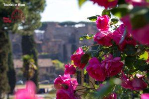 Rome June Rose garen Roseto comunale