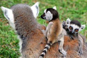 Bioparco Roma Lemuri