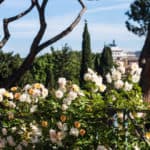 Rome April Rose garden