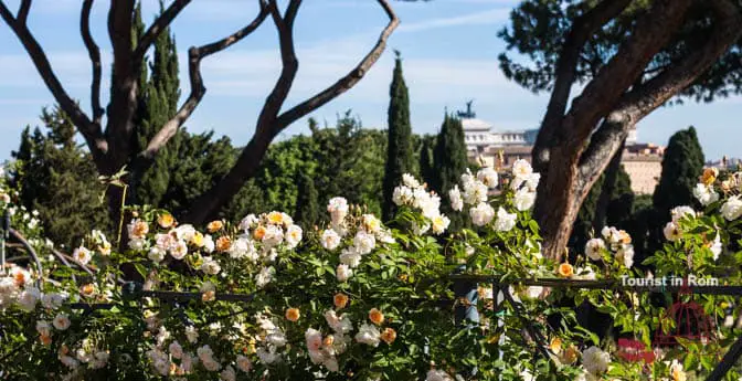 Rome April 2020 Rose garden