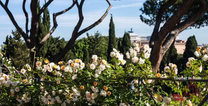 Rome April Rose garden