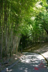 Orto botanico di Roma bosco dei bambù