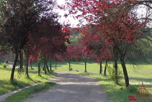 Frühling Fotos von Villa Pamphili 7