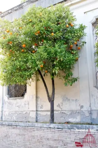 Foto di primavera in Villa Pamphili 38