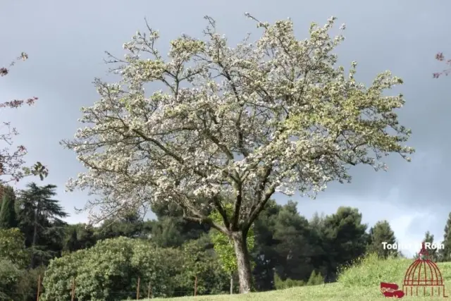 Foto di primavera in Villa Pamphili 41