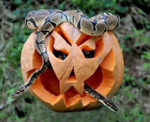 Rome Halloween Bioparco Python with pumpkin