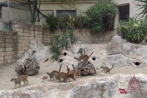 Bioparco di Roma Il suricato