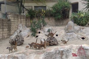 Biopark Rome Meerkat