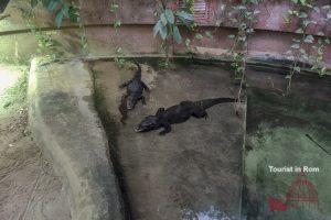 Bioparco di Roma Coccodrillo nano