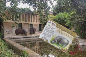 Biopark Rom Flusspferd