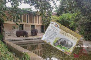 Bioparco Roma ippopotamo